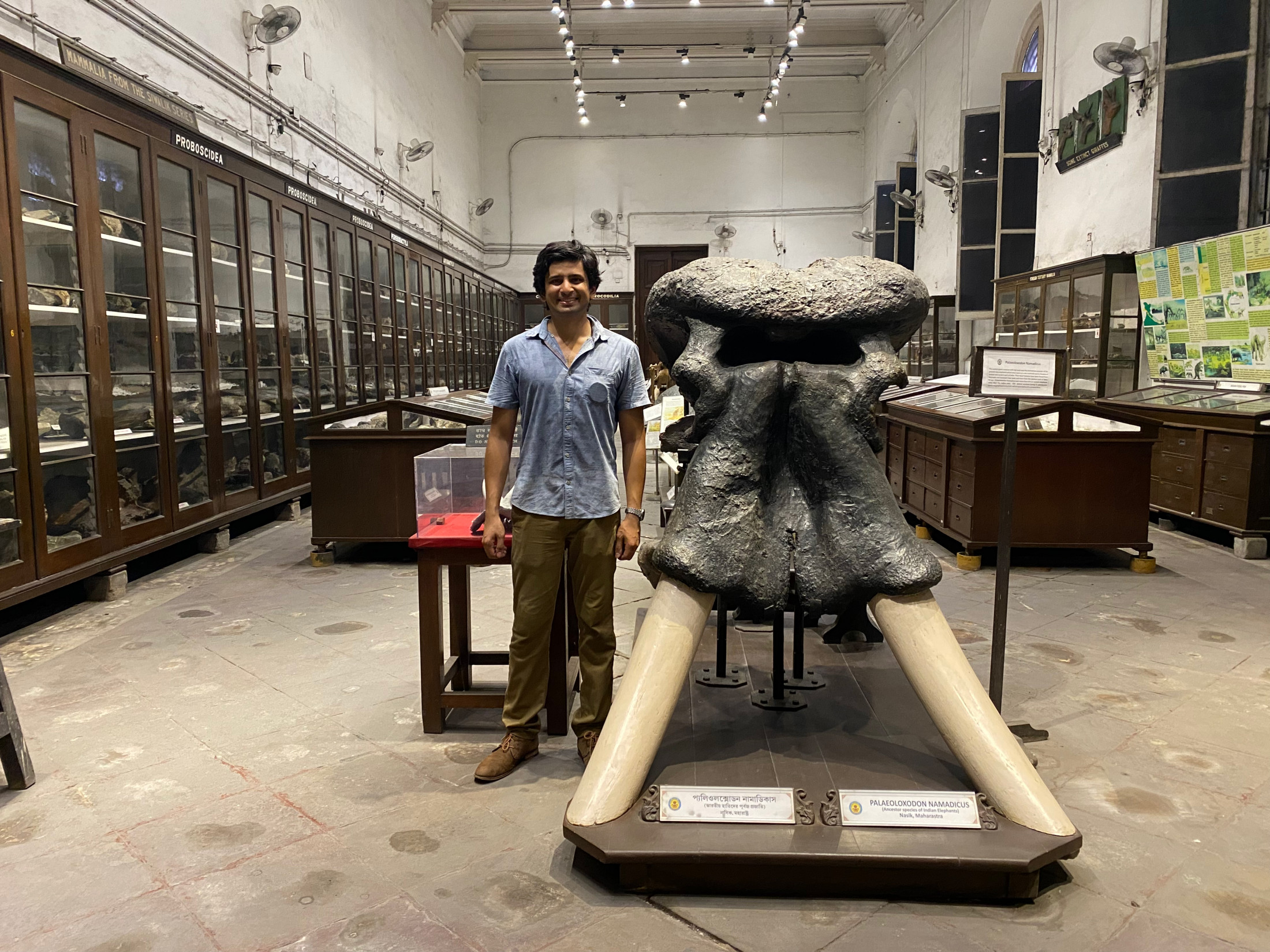 A scientist stands next to a giant elephant skull in a museum. The distance from the top of the skull to the bottom of the tusks is equal to the height of the scientist.