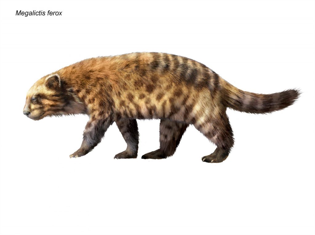 Illustration of an ancient mustelid. Its head shape and coloring are similar to those of a jaguar.