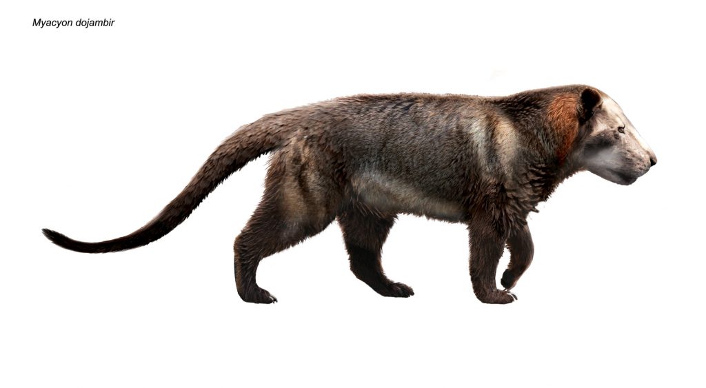 Illustration of an extinct bear-dog with most grey fur with streaks of tan and russet.