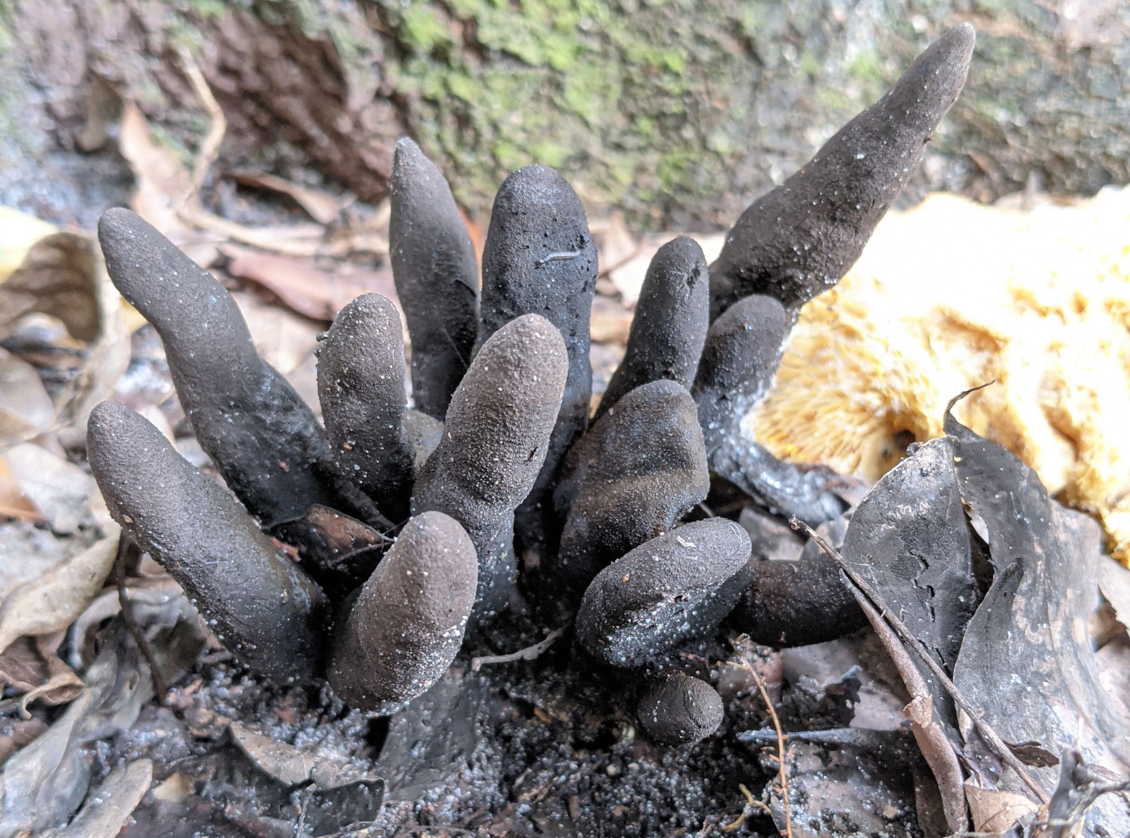 Fungus growing outside.