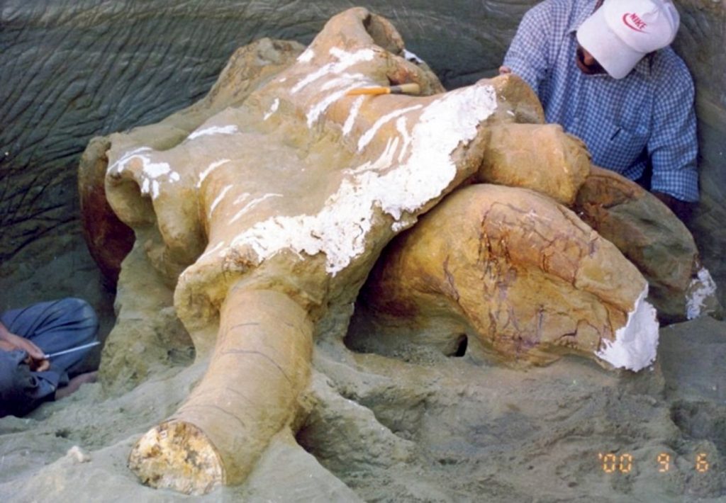 A scientist excavates a giant elephant skull.