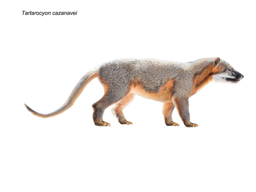 Illustration of an ancient mammal with grey fur and a yellow underbelly. It has a long tail and a snout like that of a dog.