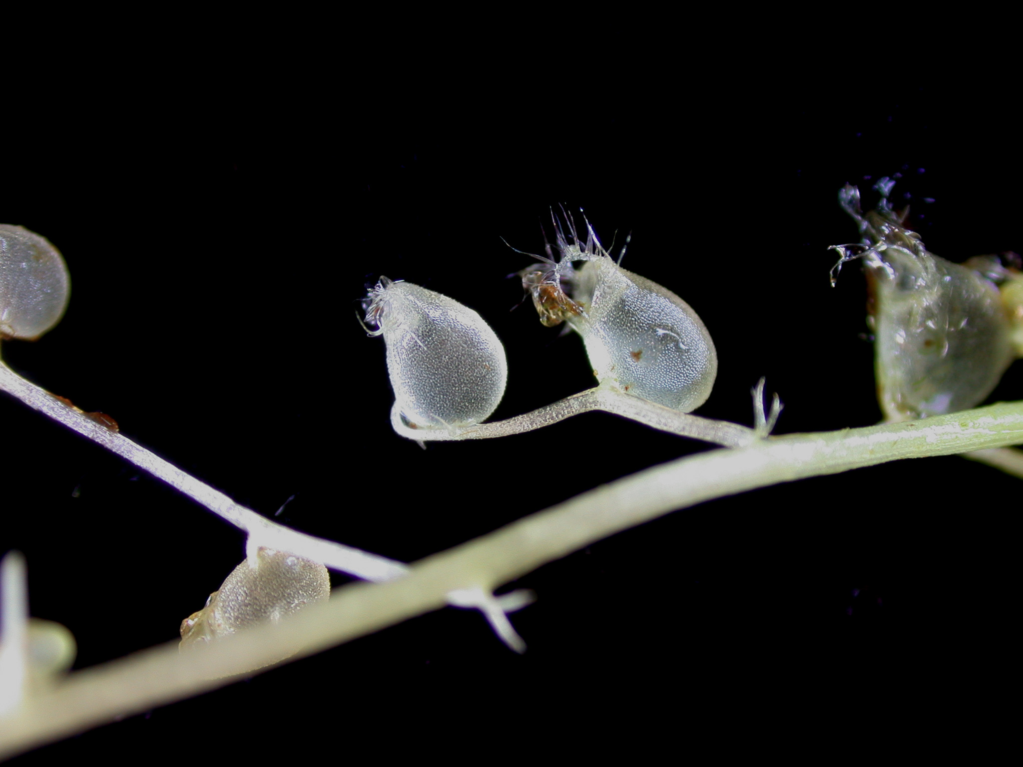 Close up of a bladderwort plant, showing the traps. 