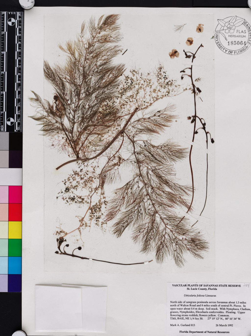 Bladderwort specimen on herbarium sheet