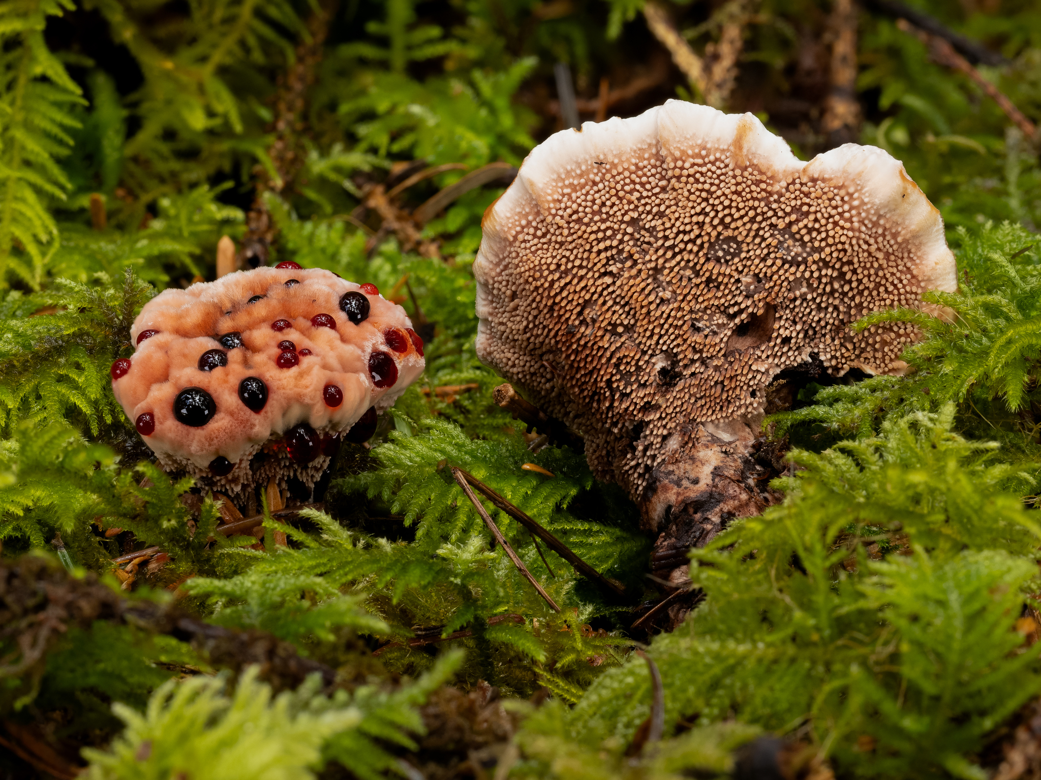 Two mushrooms grow between a patch of Sphagnum moss. 