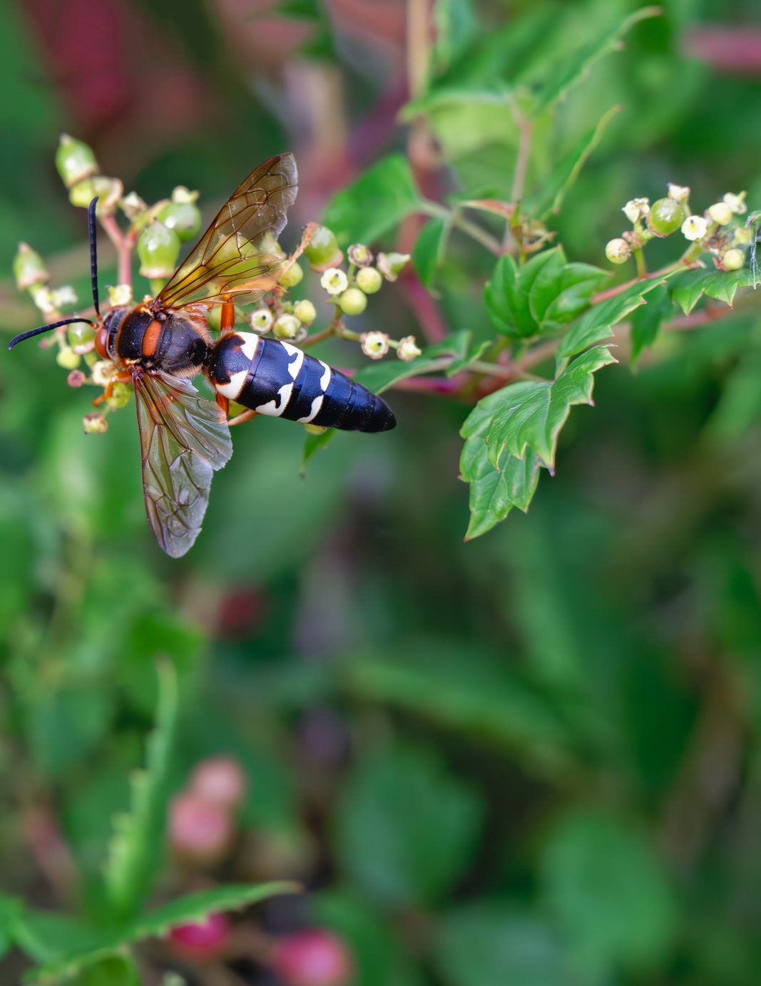 Wasp looking for nectar on a plant.