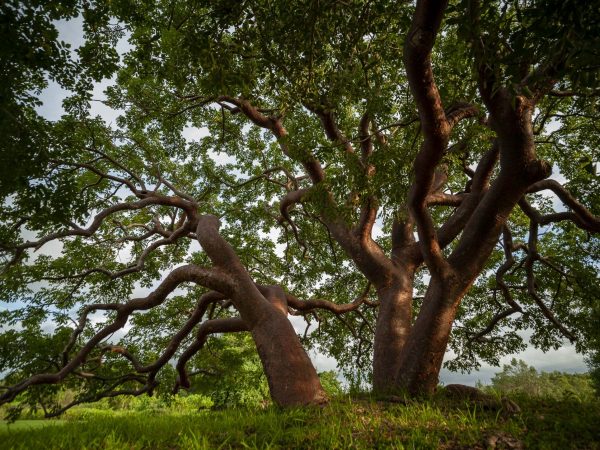 Photo of a gumbo limbo tree