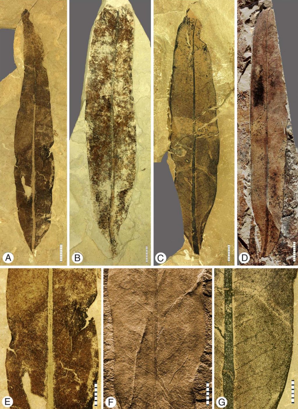 Image collage of fossil leaves.