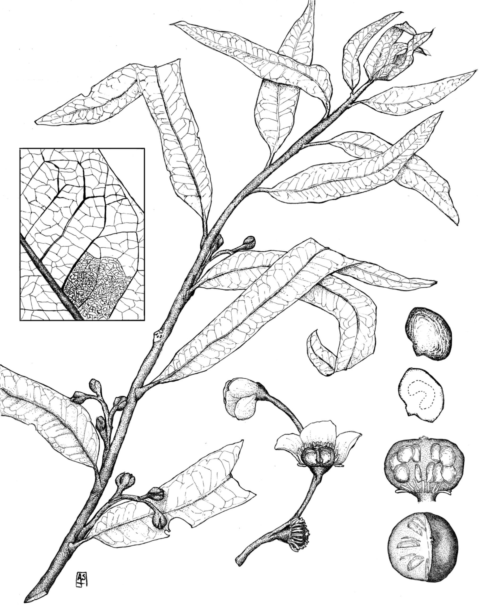 Illustration of an extinct plant.