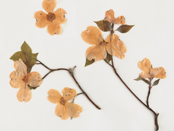 Dogwood herbarium specimens with flowers on a white background.