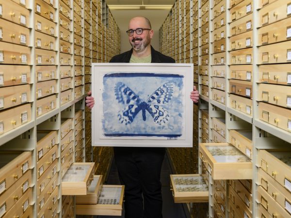 Person holds a framed painting in between cabinets containing butterflies in a museum.