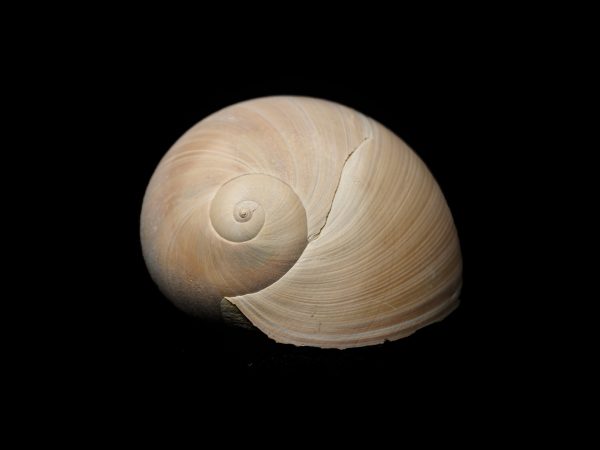 Photograph of fossilized snail specimen