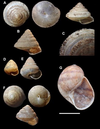 Non-marine Molluscs Of The Northern Narinda Karst, North-western ...