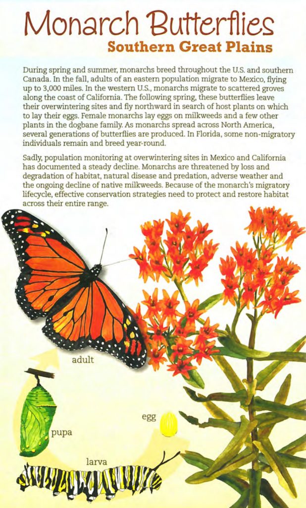 Butterfly Brochures & Resources – Discover Butterflies & Moths