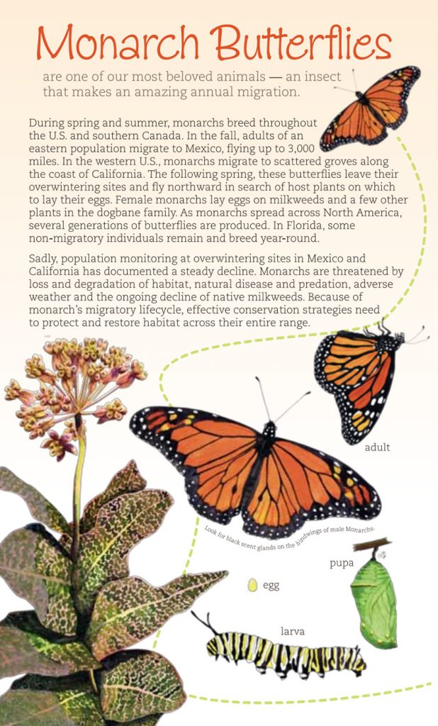 Butterfly Brochures & Resources – Discover Butterflies & Moths