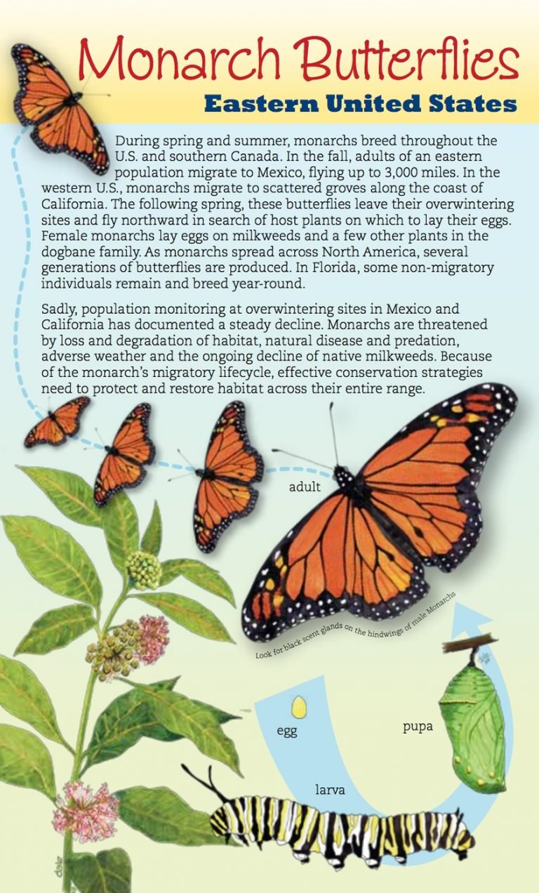 Butterfly Brochures & Resources – Discover Butterflies & Moths