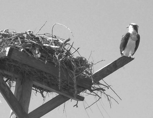 photo of osprey sitting next to a nest build on a nesting platform