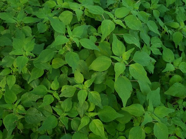 close up pf green plants