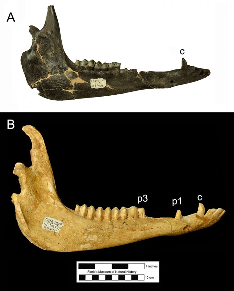 Hemiauchenia macrocephala – Florida Vertebrate Fossils