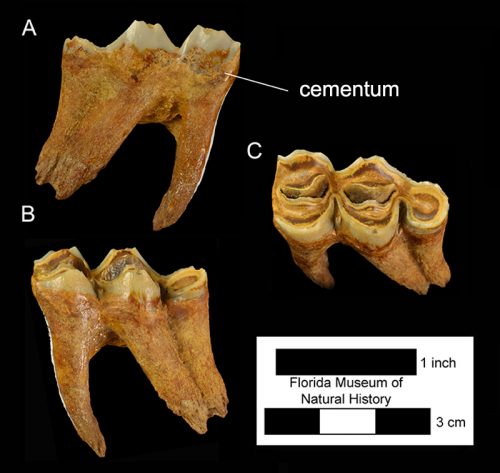 Hemiauchenia macrocephala – Florida Vertebrate Fossils