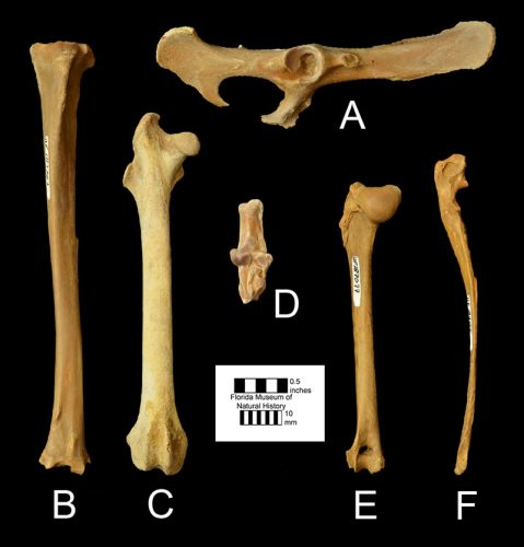 Sylvilagus webbi – Florida Vertebrate Fossils