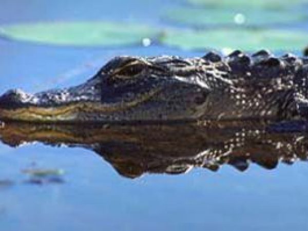 American alligator. Photo courtesy South Florida Water Management District