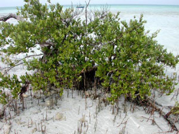 Mangrove Species Profiles South Florida Aquatic Environments 0567