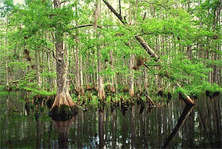 [Image: cypress_swamp.jpg]