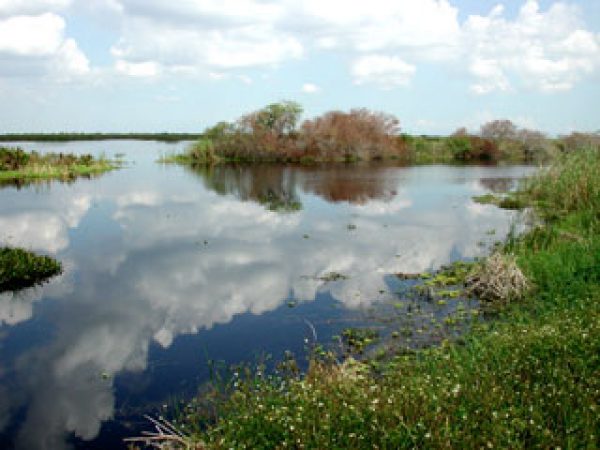 freshwater-marshes-south-florida-aquatic-environments