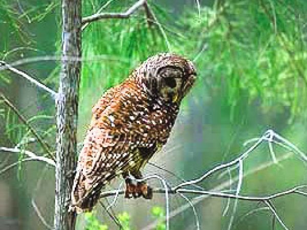 Barred owl (Strix varia). Photo courtesy South Florida Water Management District
