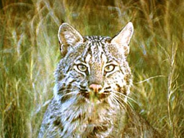 Bobcat (Lynx rufus). Photo courtesy U.S. Fish and Wildlife Service