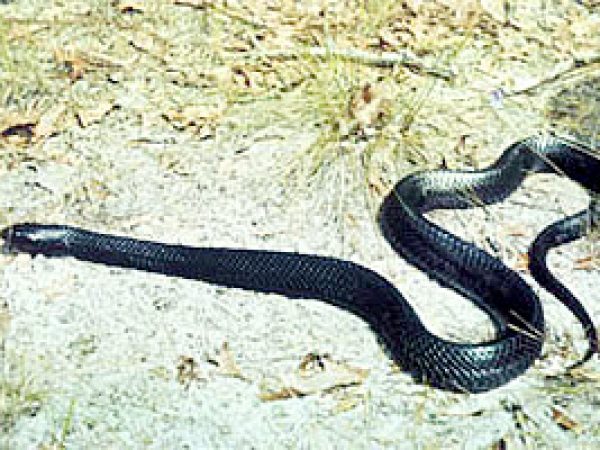 Eastern indigo snake (Drymarchon coaris couperi). Photo courtesy U.S. Fish and Wildlife Service