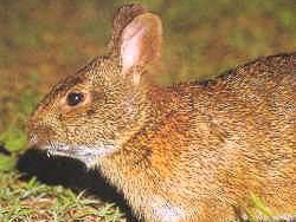 Marsh rabbit (Sylvilagus palustris). Photo courtesy National Park Service