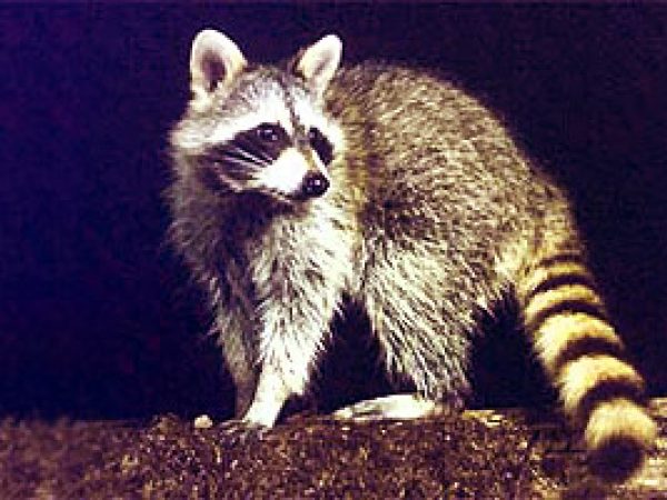 Raccoon (Procyon lotor). Photo courtesy U.S. Geological Survey