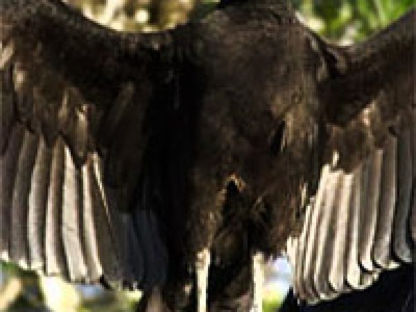 Black vulture (Coragyps atratus). Photo courtesy South Florida Water Management District