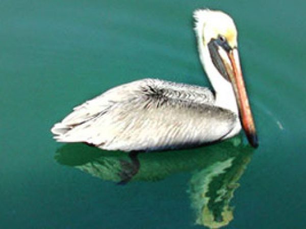 Brown pelican (Pelecanus occidentalis). Photo Cathleen Bester / Florida Museum
