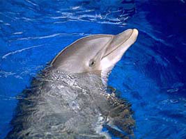 Bottlenose dolphin (Tursiops truncatus). Photo courtesy NOAA