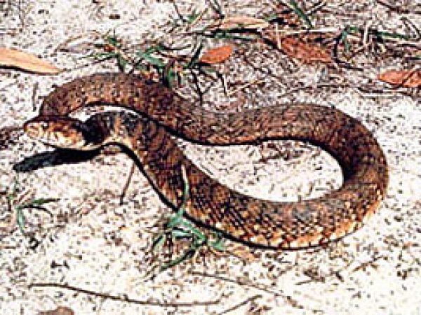 Florida banded water snake (Nerodia fasciata pictiventris). Photo courtesy U.S. Department of Tranportation