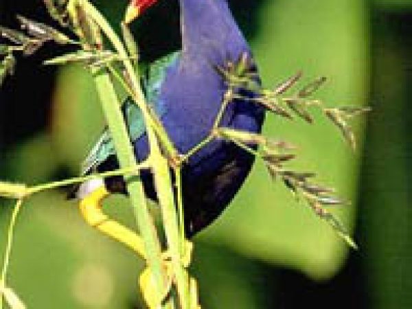 Purple gallinule (Porphyrula martinica). Photo courtesy South Florida Water Management District