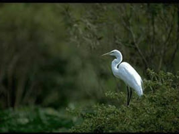Great egret (Casmerodius albus). Photo courtesy South Florida Water Management District