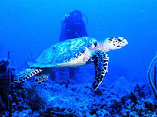 Hawksbill Sea Turtle (Eretmochelys imbricata). Photo courtesy NOAA