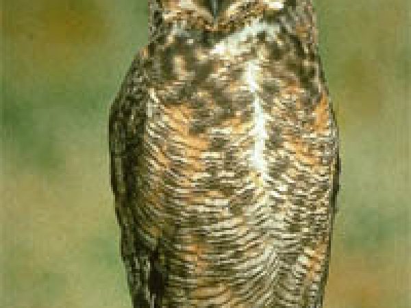 Great horned owl (Bubo virginianus). Photo courtesy National Park Service