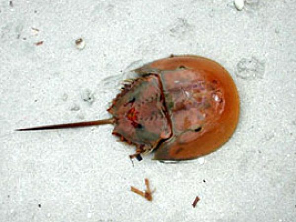 Horseshoe Crab. Photo © Cathleen Bester / Florida Museum