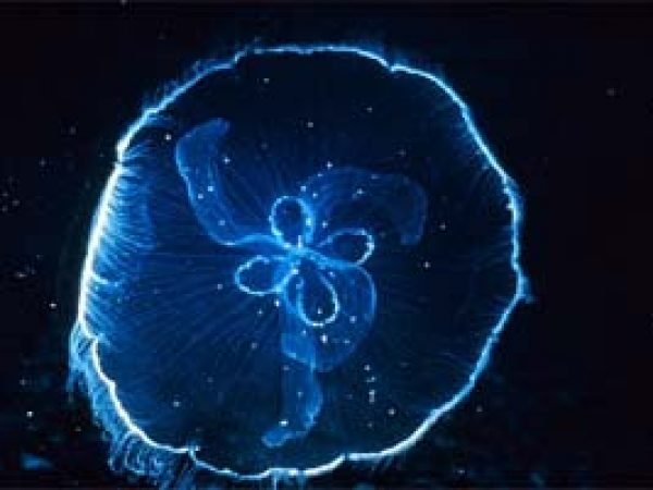 Moon jellyfish (Aurelia aurita). Photo courtesy NOAA
