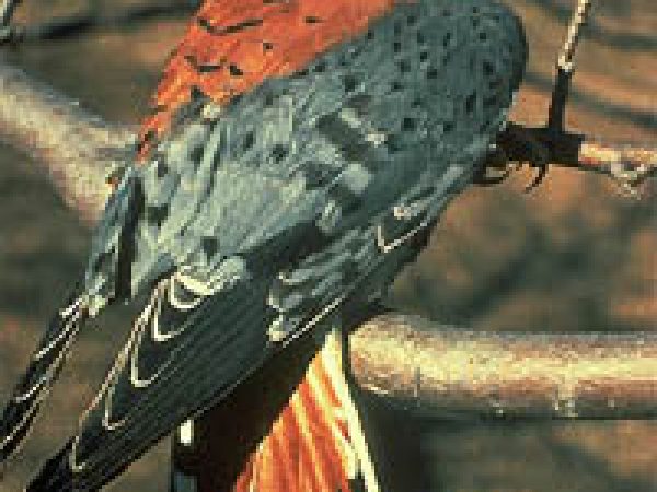 American kestrel (Falco sparverius). Photo courtesy U.S. Fish and Wildlife Service