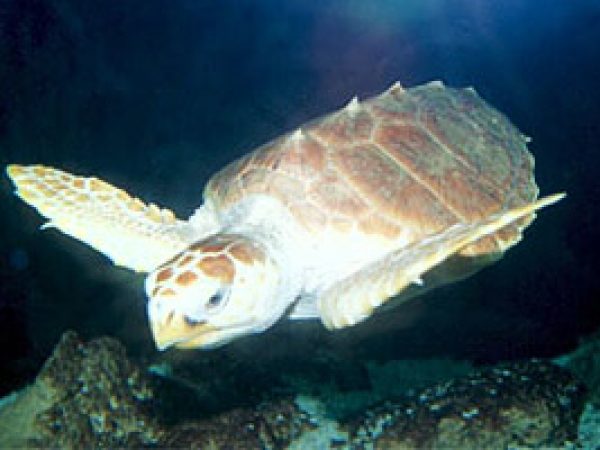 Loggerhead Sea Turtle © John White