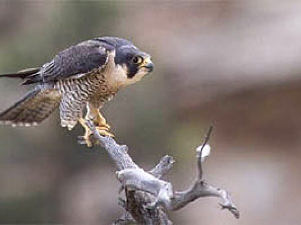 Peregrine falcon (Falco columbarius). Photo courtesy South Florida Water Management District
