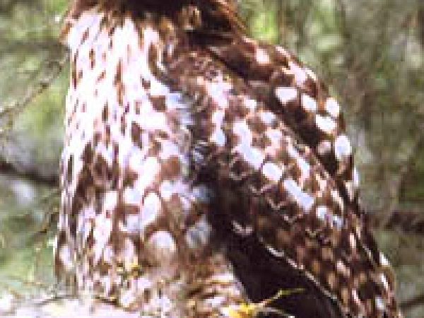 Red-tailed hawk (Buteo jamaicensis). Photo courtesy Bureau of Land Management