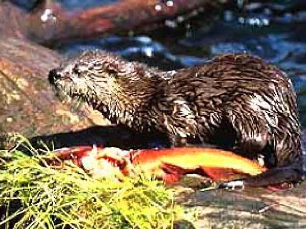 River otter (Lutra canadensis). Photo courtesy National Park Service