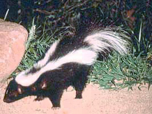 Striped skunk (Mephitis mephitis). Photo courtesy National Park Service